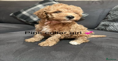 Miniature Poodle dogs - Advert 4
