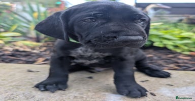 German Shorthaired Pointer dogs - Advert 1