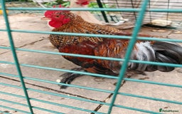 Chickens poultry for sale: Mixed flock ducks, chickens geese - Advert 6