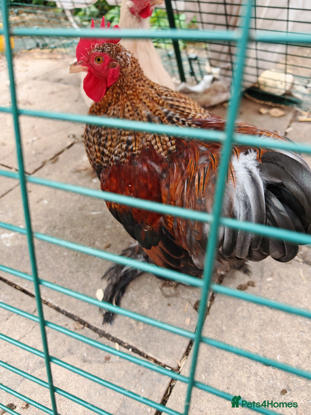 Chickens poultry for sale: Mixed flock ducks, chickens geese - Advert 6