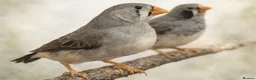 Finches birds for sale: MUTATION ZEBRA FINCHES ORANGE BREAST BLACK FACE - Advert 2