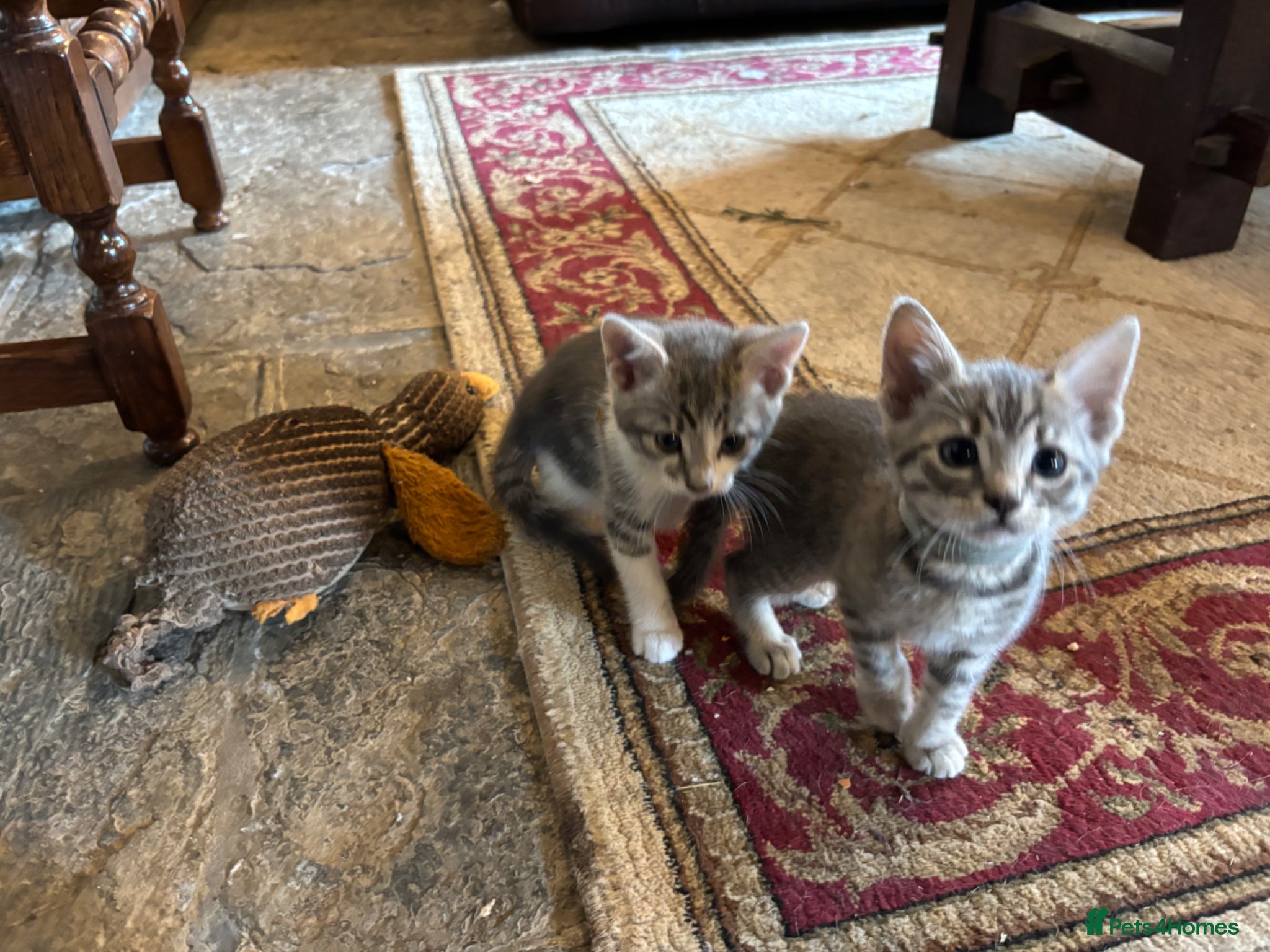 Mixed Breed cats for sale: Gorgeous Kittens Looking for 5* Forever Homes  - Advert 17