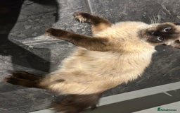 Ragdoll cats for sale: Ragdoll x - Image 5