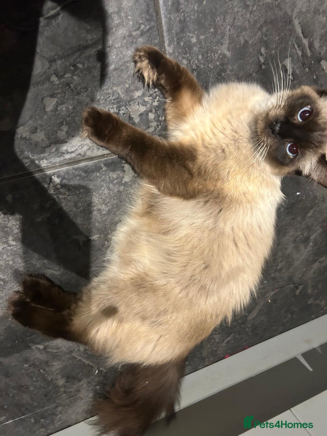 Ragdoll cats for sale: Ragdoll x - Image 5