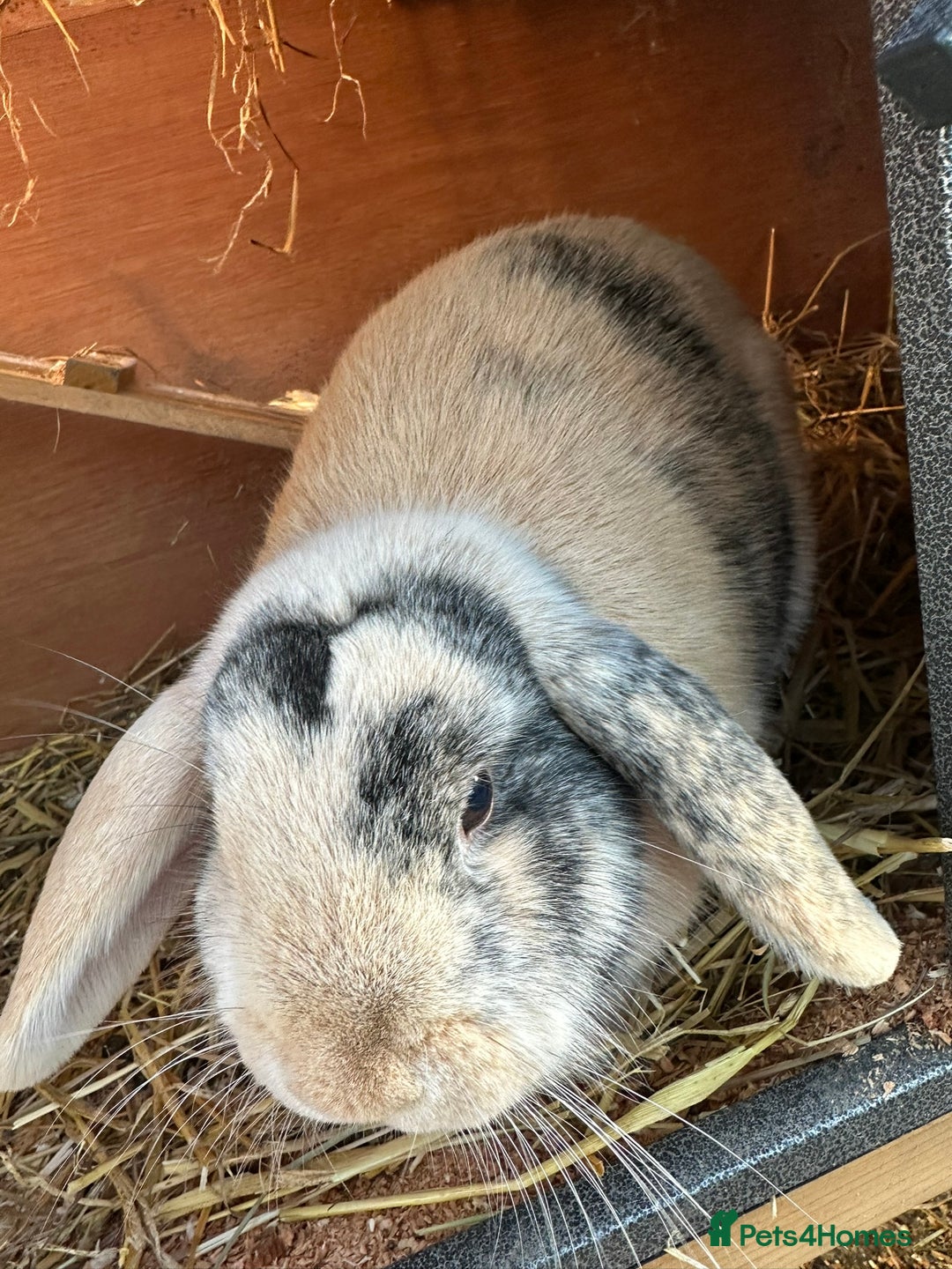 Dwarf Lop rabbits for sale: 2 Female Dwarf Lop Rabbits - Advert 19