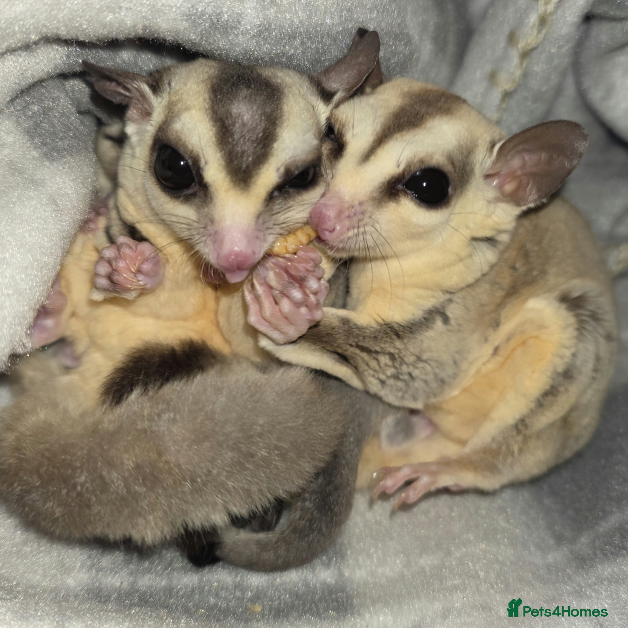 Sugar Glider rodents 4 Sugar gliders with 2 cages and accessories - Advert 1