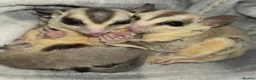 Sugar Glider rodents for sale: 4 Sugar gliders with 2 cages and accessories - Advert 1