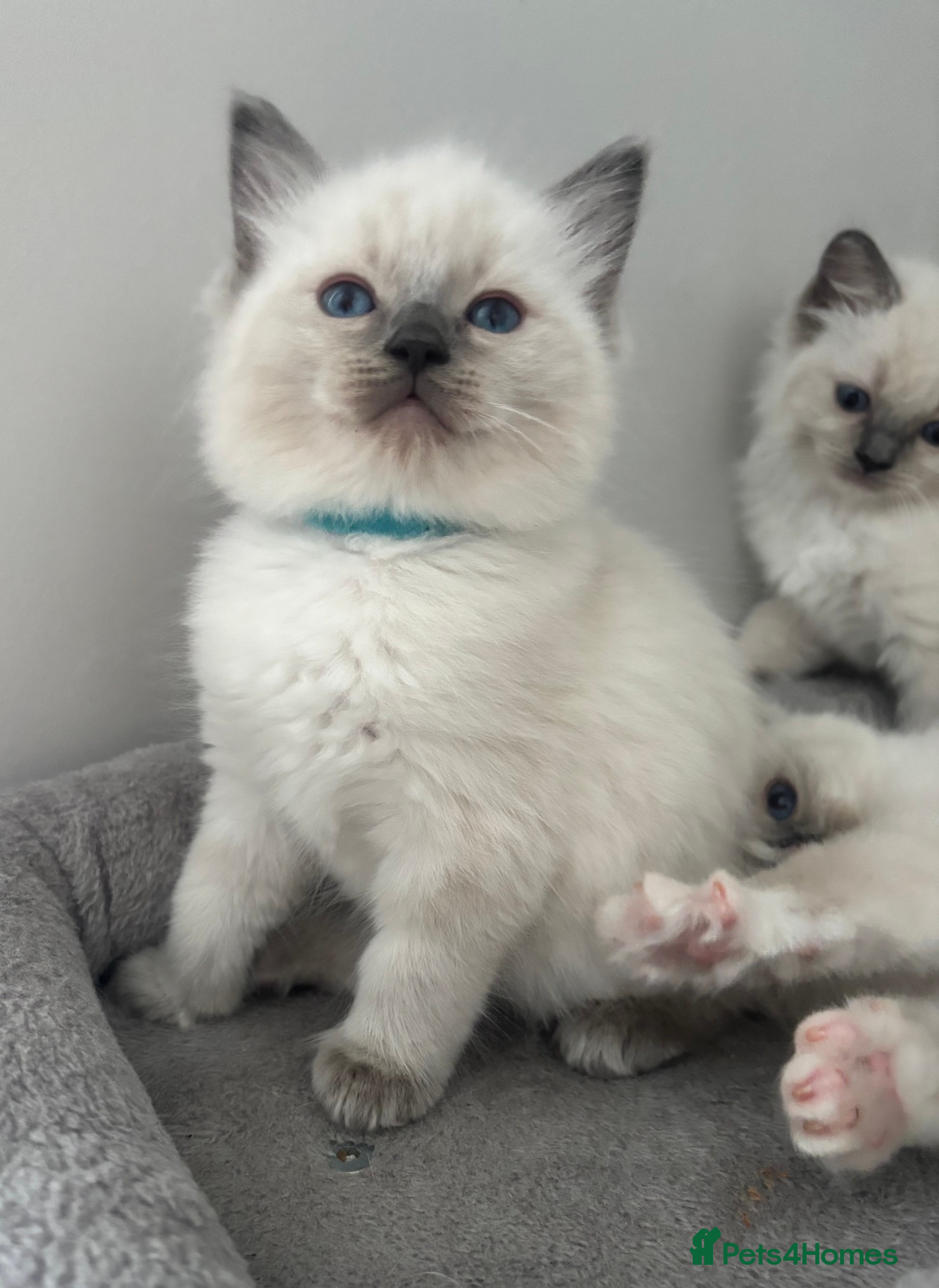 Ragdoll cats AMAZING PEDIGREE RAGDOLL KITTENS  - Advert 2