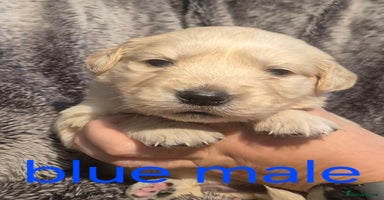 Golden Retriever dogs - Advert 1