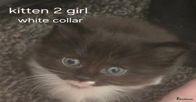 Domestic Shorthair cats - Advert 8
