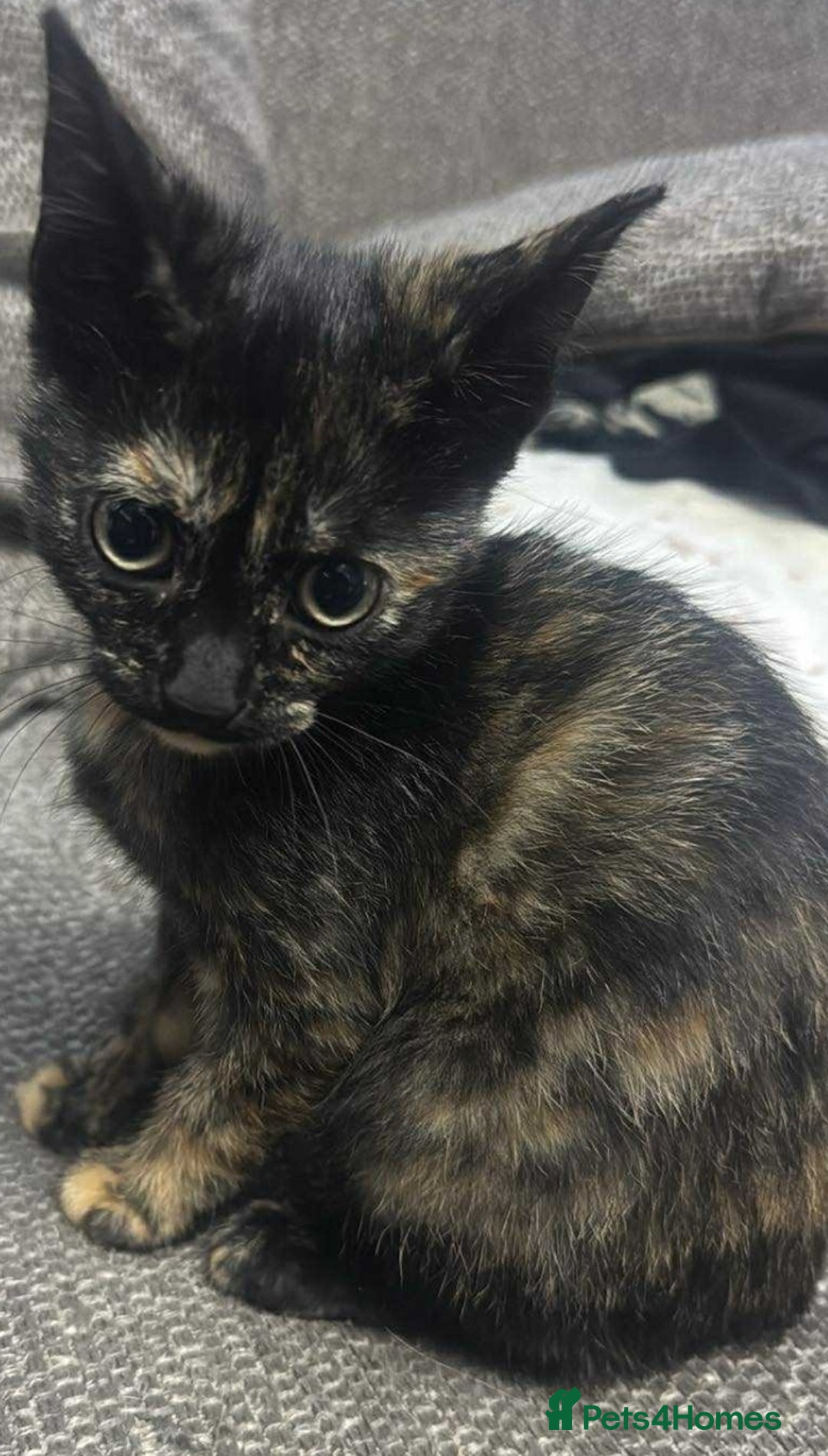 British Shorthair cats for sale: British short-hair kittens  - Image 4