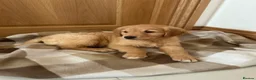 Goldador dogs for sale:  ♥️Gorgeous Puppies Ready For Walks ♥️ - Advert 25