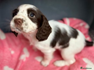 Cocker Spaniel dogs Stunning working cocker spaniel pups - Advert 7