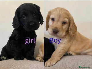 Cocker Spaniel dogs Show type cocker spaniels - Advert 6