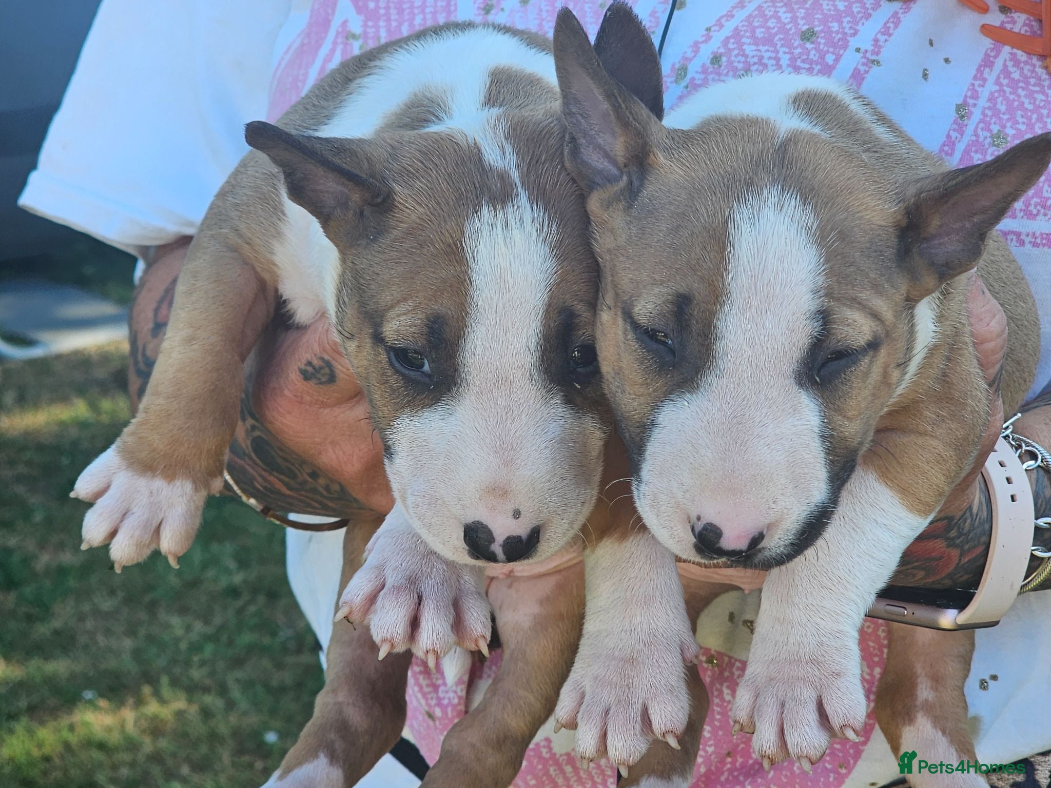 English Bull Terrier dogs English bullterrier pups for sale - Advert 1