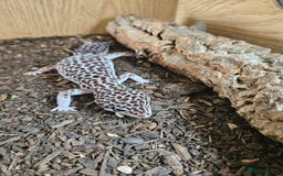 Leopard Gecko reptiles for sale: Leopard gecko - Image 1