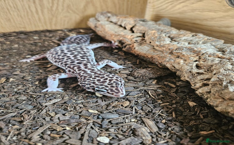 Leopard Gecko reptiles - Advert 1