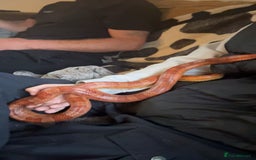 Corn Snake reptiles for sale: Corn snake for sale - Image 5