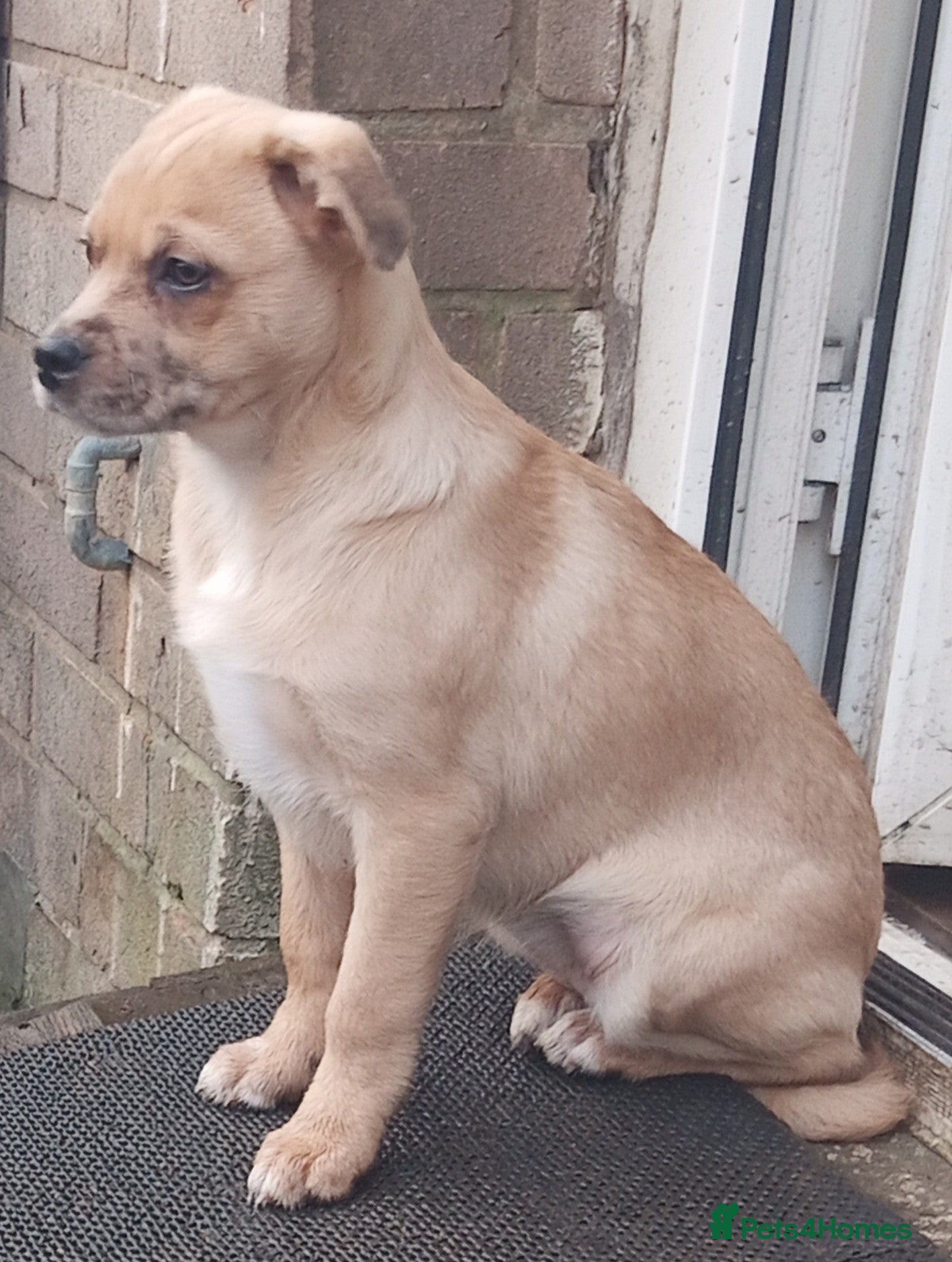 Mixed Breed dogs Pug X Collie pups (Pugollies) 3 Boys 1 Girl - Advert 3