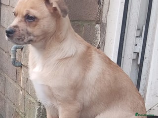 Mixed Breed dogs Pug X Collie pups (Pugollies) 3 Boys 1 Girl - Advert 2