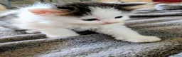 Mixed Breed cats for sale: Male & Female Kitten - Advert 4