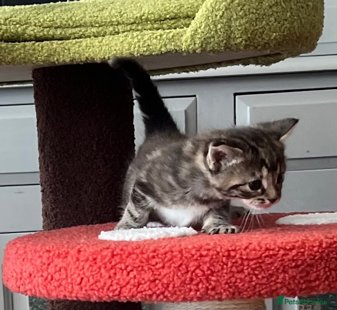 Mixed Breed cats for sale: 4  GORGEOUS TABBY/TORTOISHELL GIRLS.   - Image 17