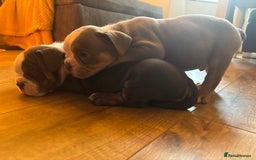 Olde English Bulldogge dogs for sale: Olde English bulldogs puppies  - Image 34
