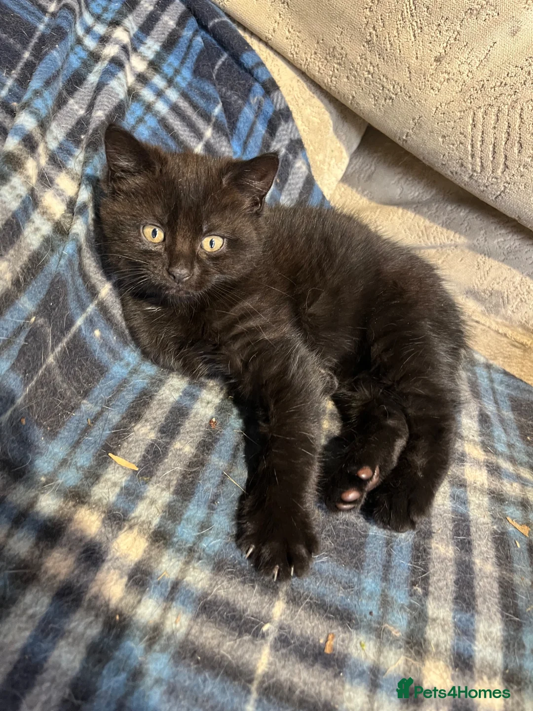Mixed Breed cats for sale: Gorgeous black farm kitten - Advert 2