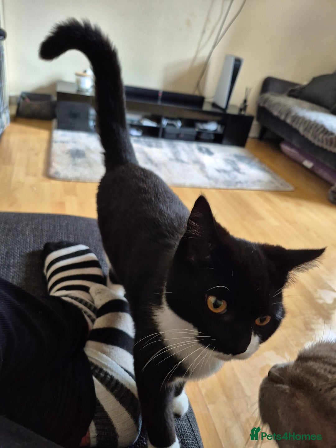 British Shorthair cats for sale: BSH Kittens - Image 4