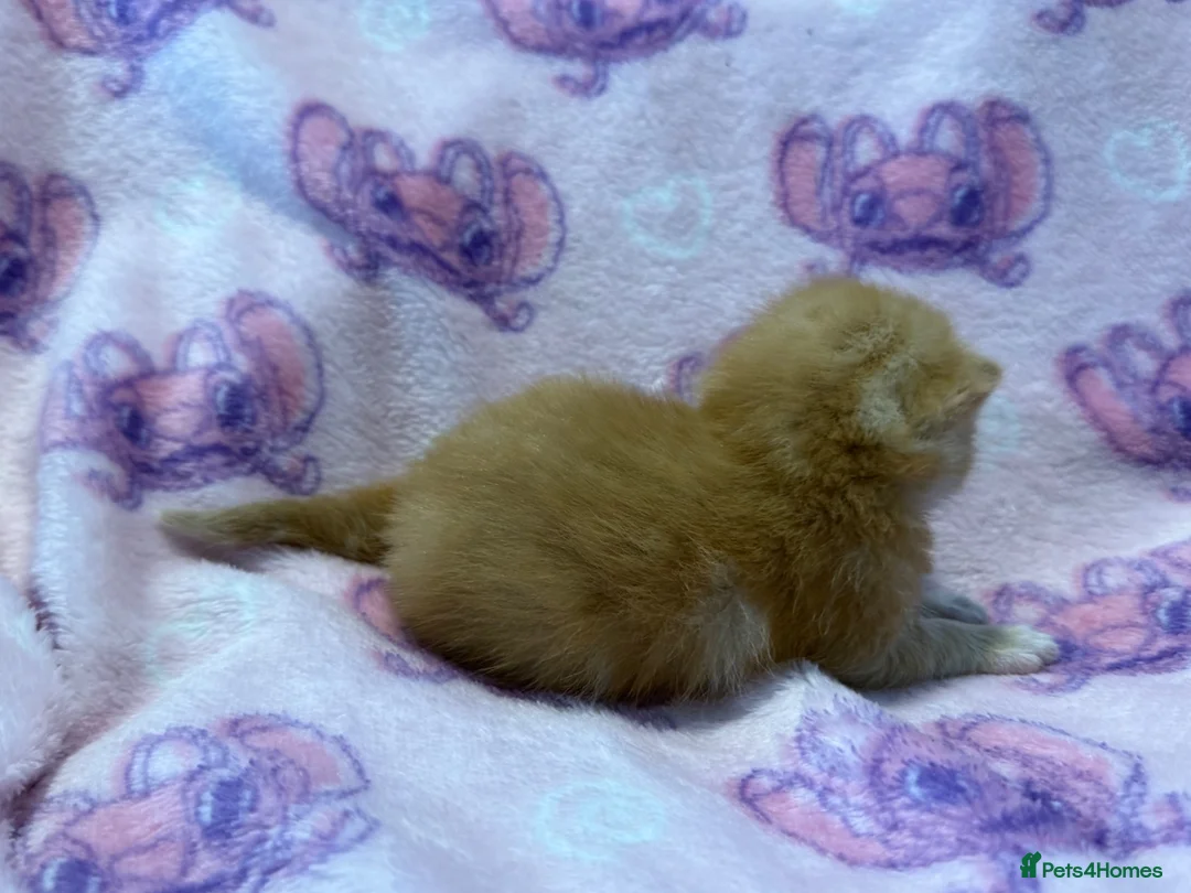 Mixed Breed cats for sale: Stunning Kittens for Sale  - Advert 2