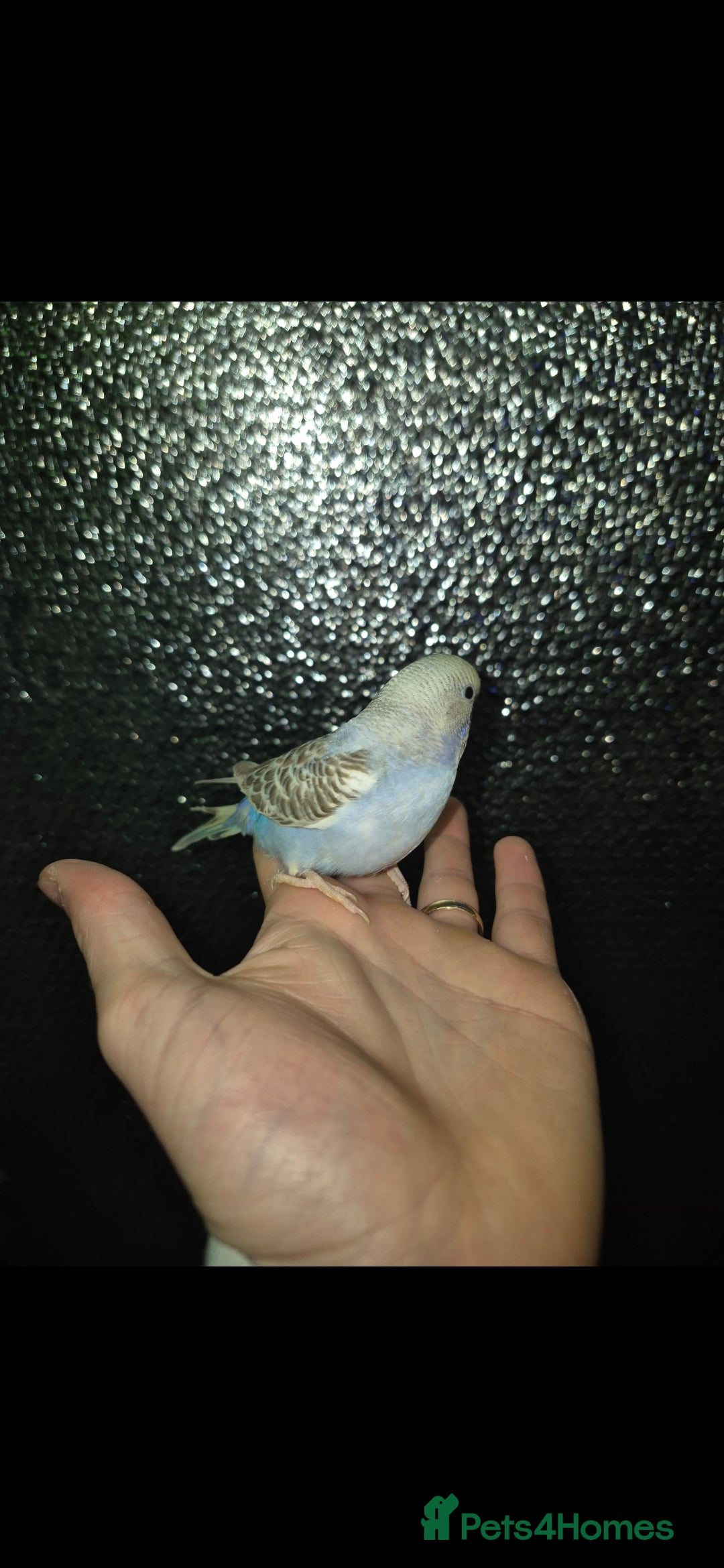 Budgerigars birds for sale: Baby Budgies £25, Male/Female £20/25Cockatiels £80 - Advert 4