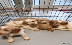 Cockapoo dogs for sale: Cockapoo F1B - Image 20