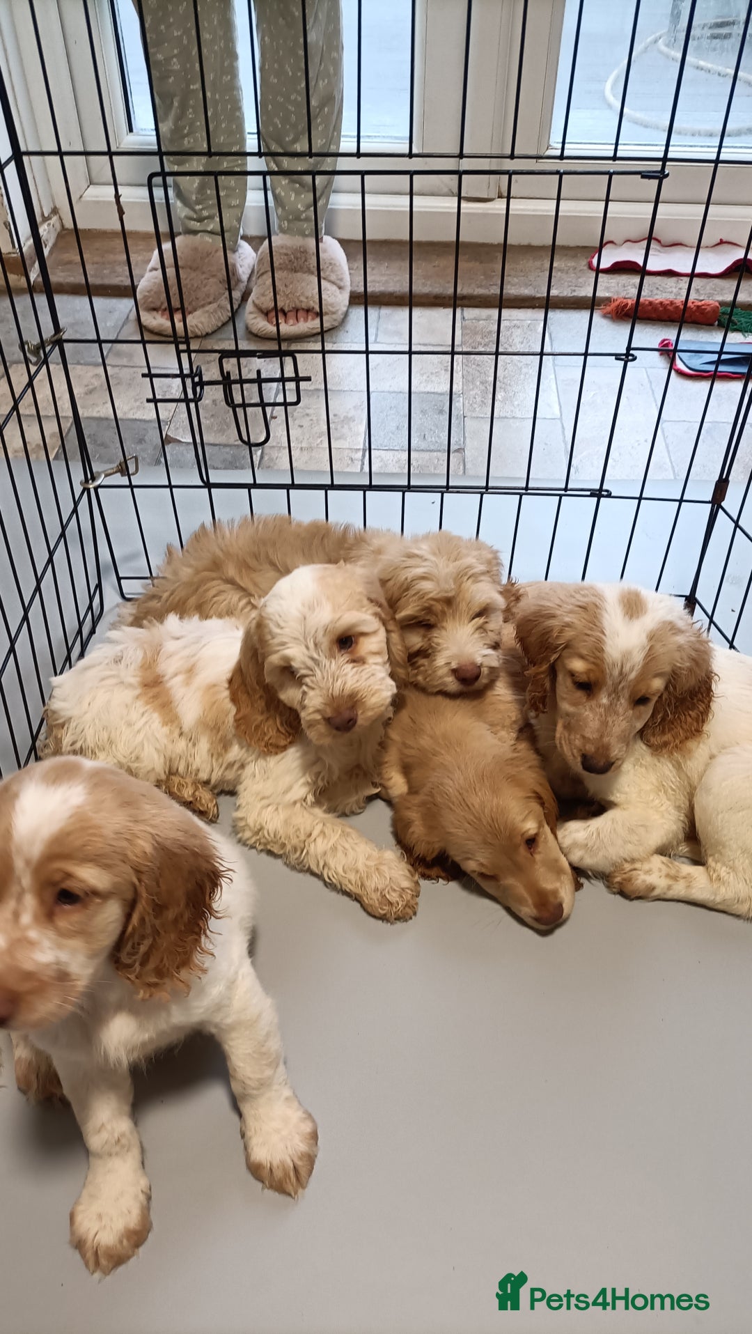 Cockapoo dogs for sale: Cockapoo F1B - Image 20