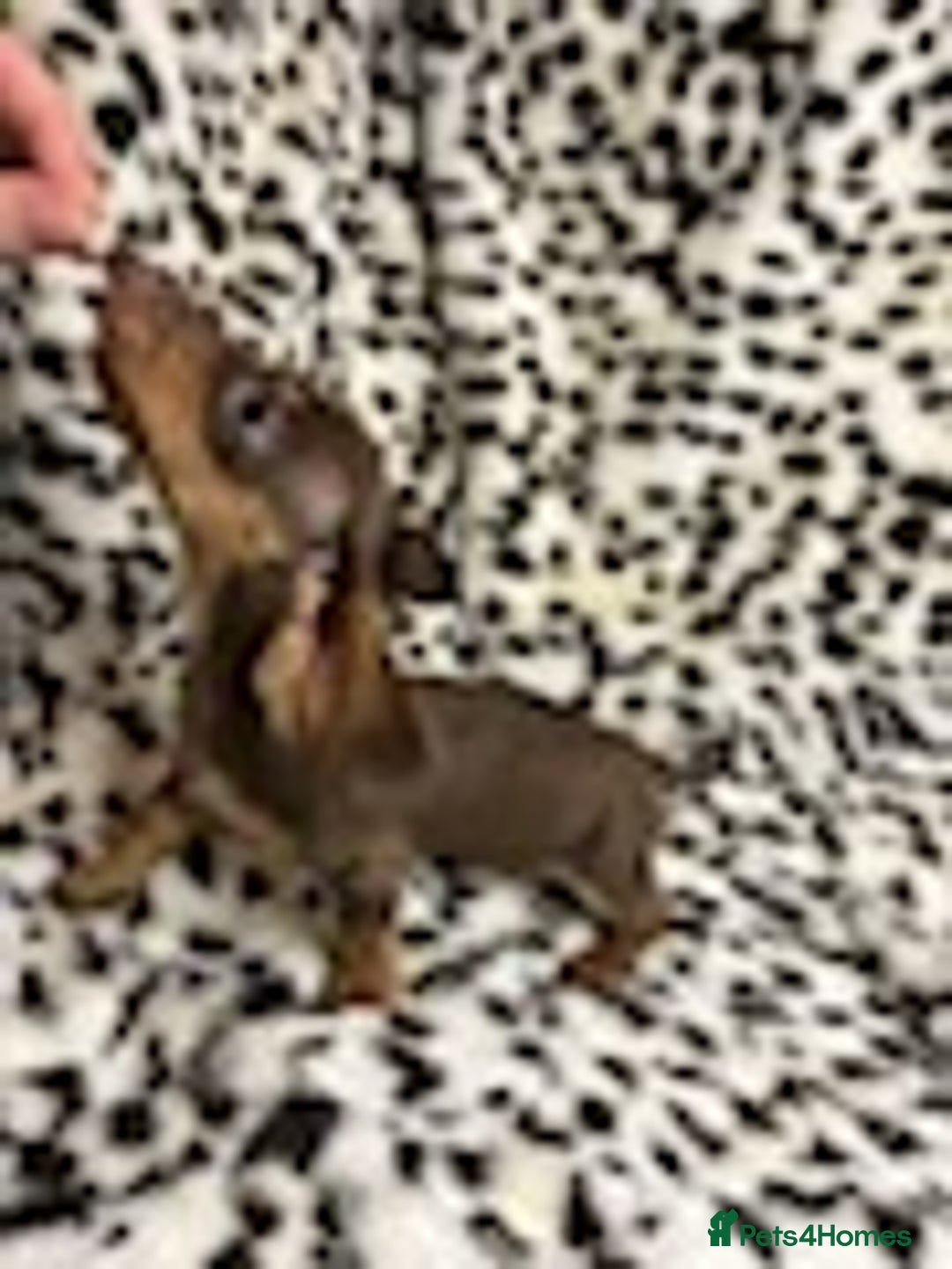 Miniature Dachshund dogs for sale: KC REGISTERED Miniature dachshund HEALTH TESTED   - Advert 13