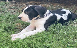 Great Dane dogs for sale: Damarkann Great Dane Puppies - Image 2