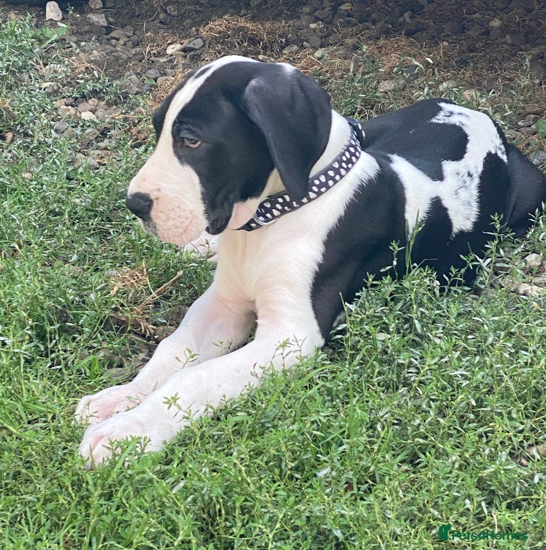 Great Dane dogs for sale: Damarkann Great Dane Puppies - Image 2