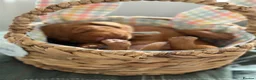 Hungarian Vizsla dogs for sale: Dual purpose Hungarian wirehaired Vizsla puppies - Advert 21