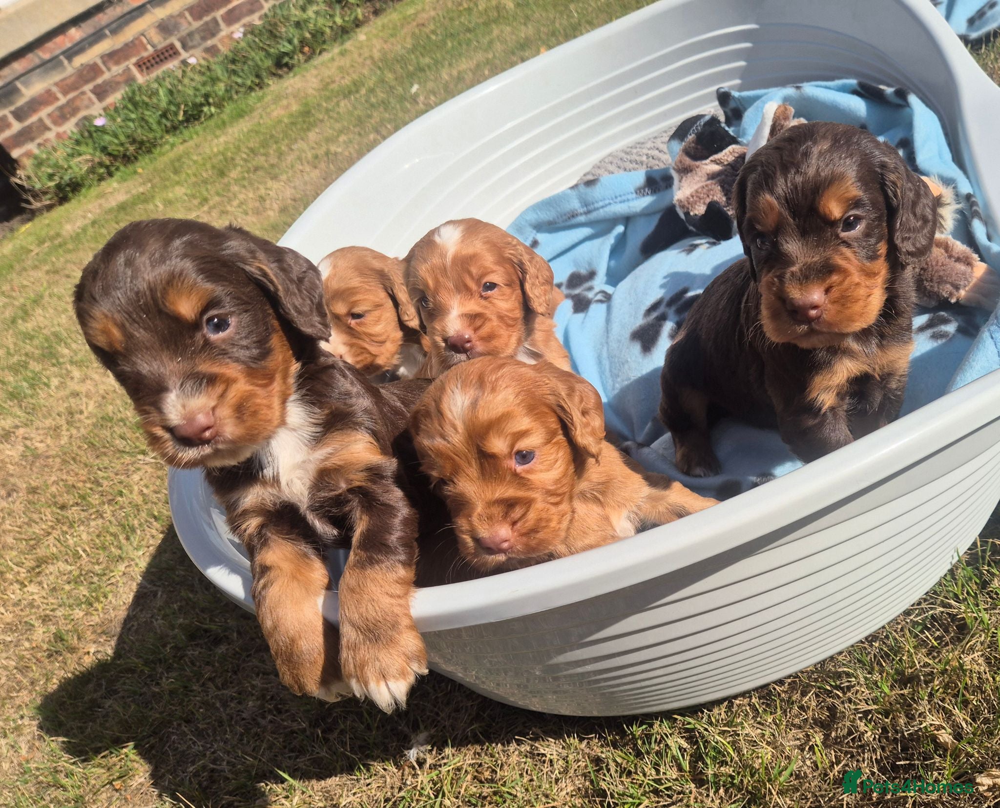 Cocker Spaniel dogs Kc registered working cockers - Advert 1