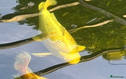 Koi Carp fish for sale: Koi for sale - Image 13