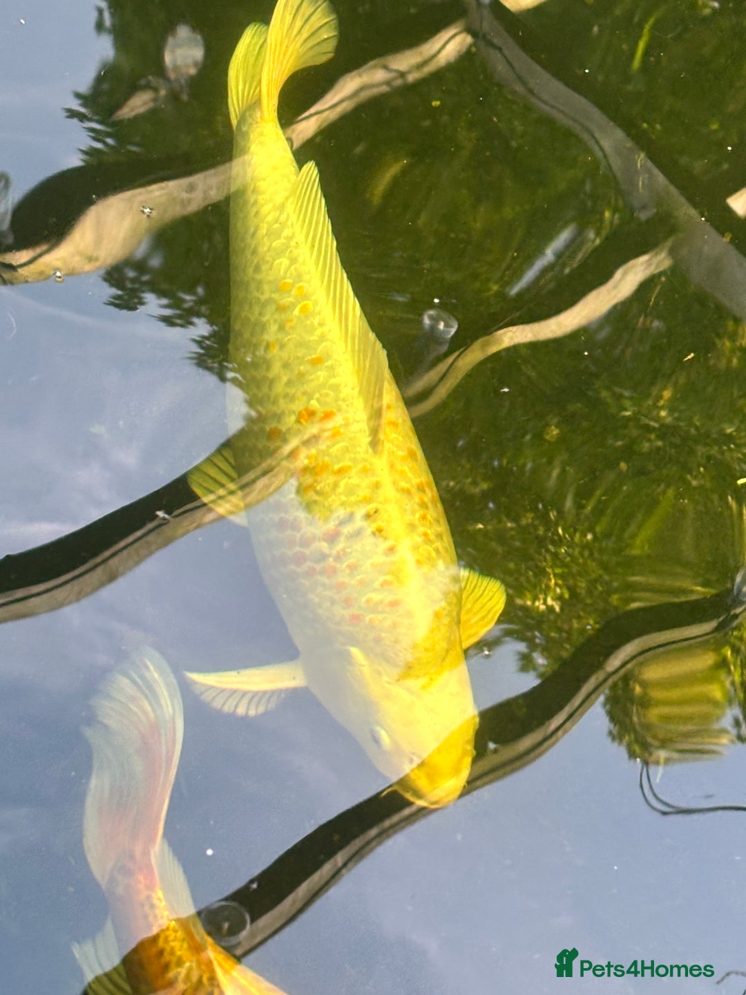 Koi Carp fish for sale: Koi for sale - Image 13