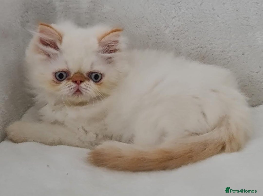 Persian cats for sale: Persian Kittens Looking For New Home - Image 18