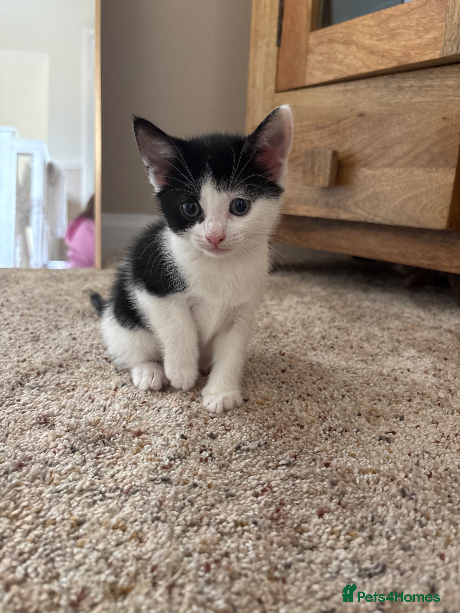 Mixed Breed cats Kittens  - Advert 13