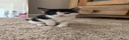 Mixed Breed cats for sale: Kittens  in Ashington - Advert 1