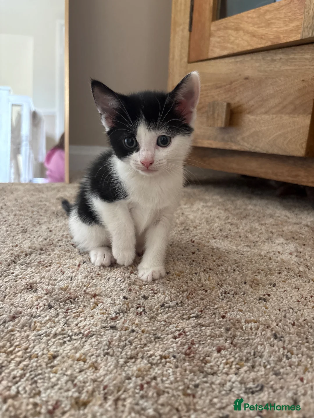 Mixed Breed cats for sale: Kittens  in Ashington - Advert 1