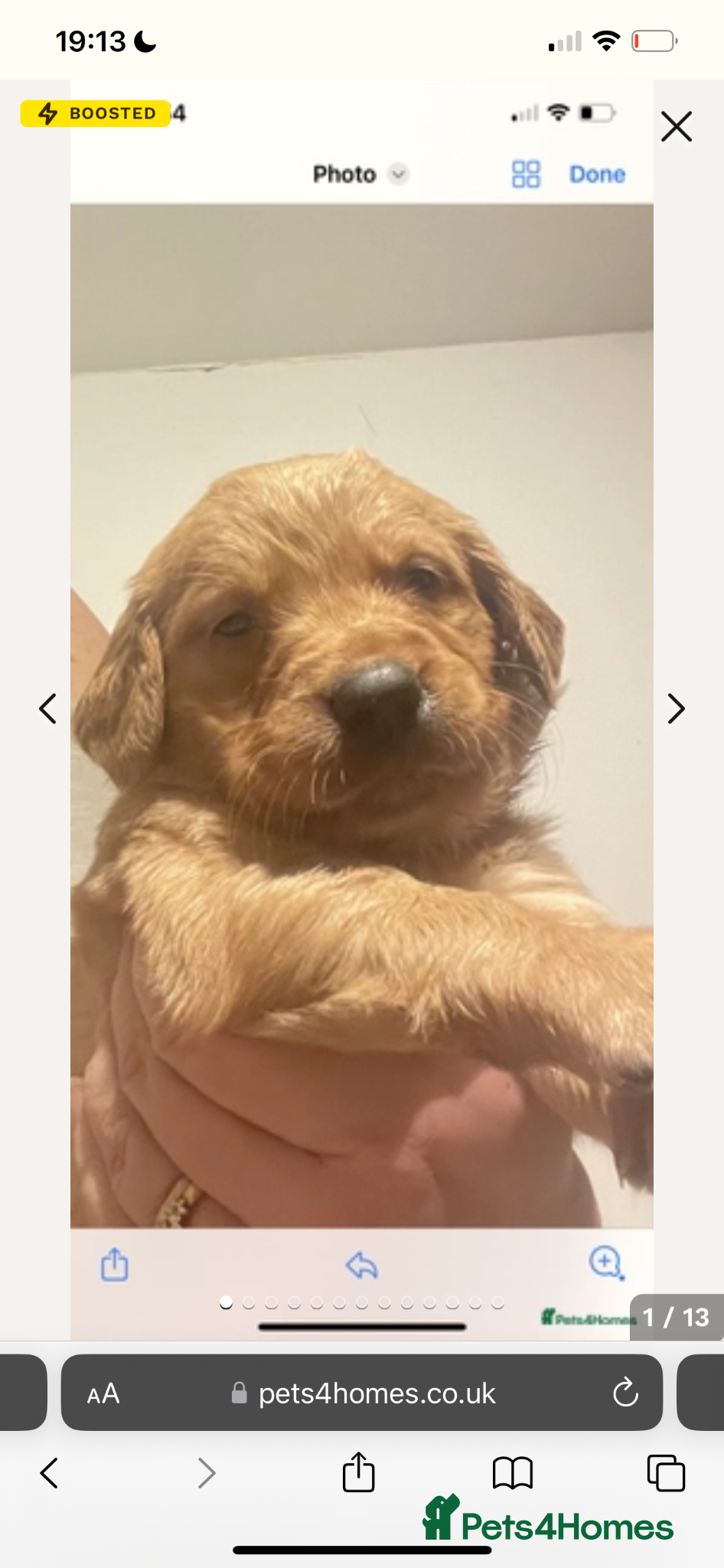 Golden Retriever dogs for sale: Beautiful, KC registered  Golden Retriever puppies - Advert 1