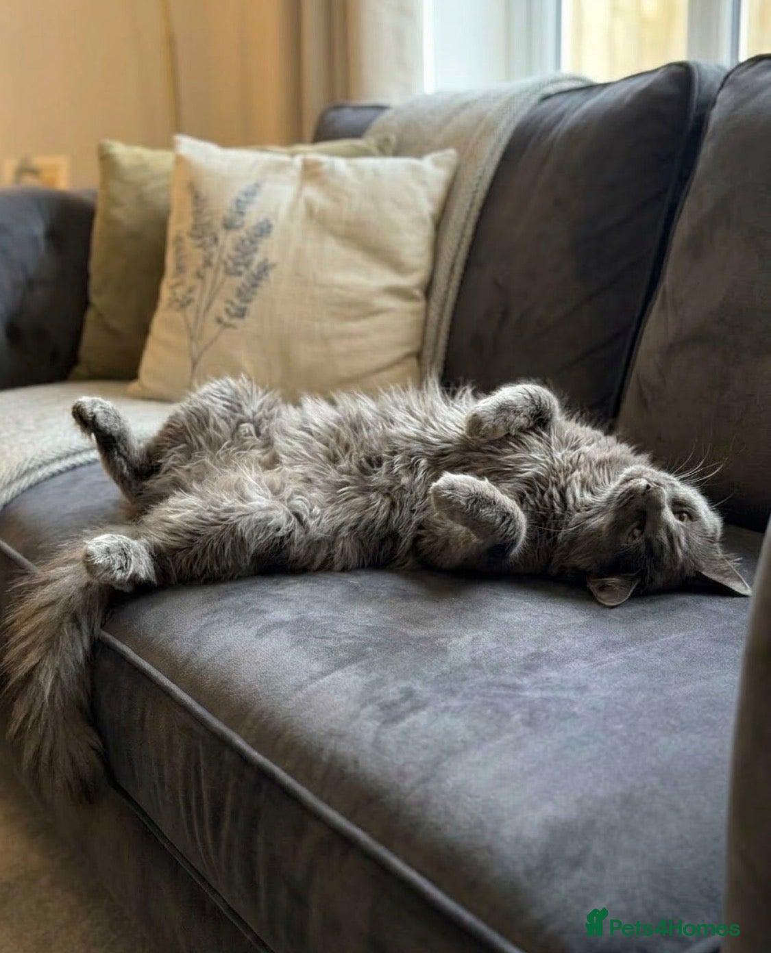 Maine Coon cats TICA registered female Mainecoon  - Advert 2