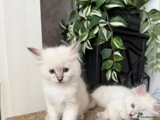 Ragdoll cats ✨Ragdoll Kittens for Sale - Advert 5