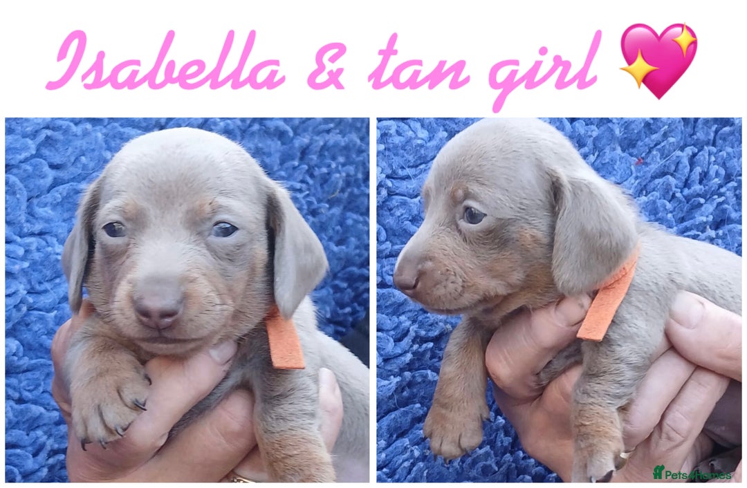 Miniature Dachshund dogs for sale: miniature dachshunds (health clear) - Image 2