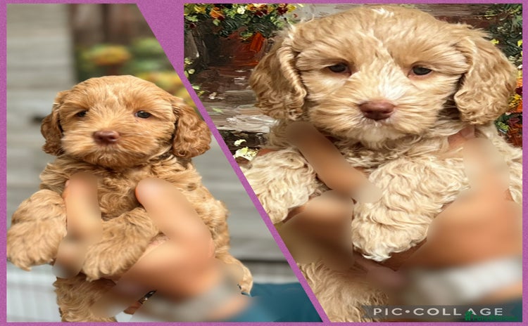 Australian Labradoodle dogs - Advert 3