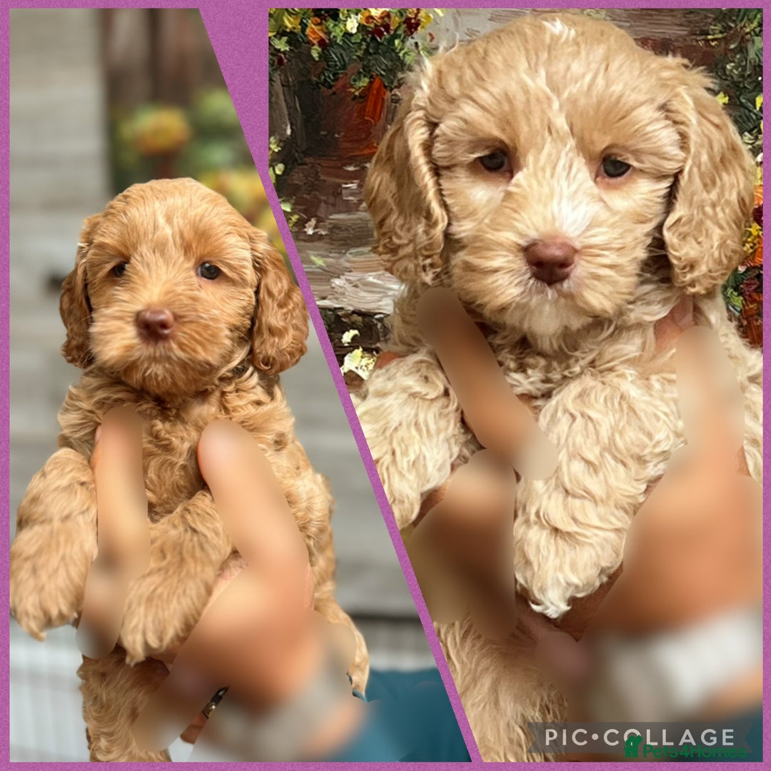 Australian Labradoodle dogs for sale: ♥️ 1 girl left ♥️ tiny tails , big hearts ♥️  - Image 7